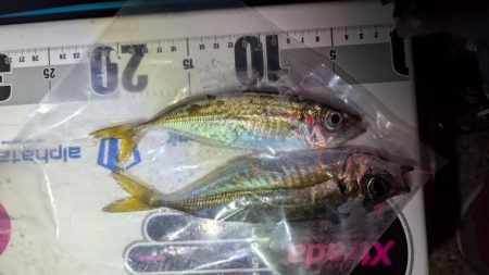 渋い日のアジング