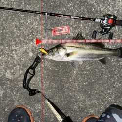 やっぱりゼッパー80s使ってれば間違いない!