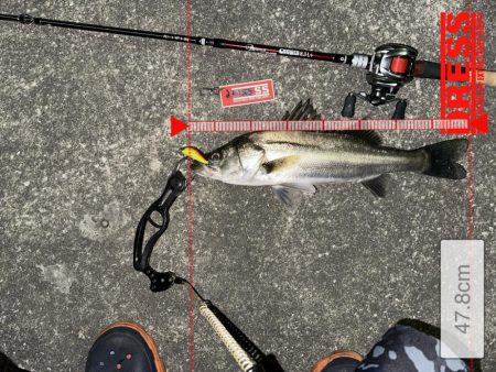 やっぱりゼッパー80s使ってれば間違いない!