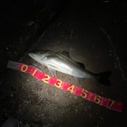 走る走る!青物か?