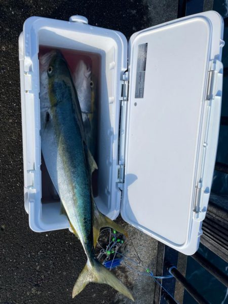 鰤でました❗️…