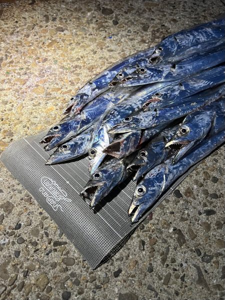 デイタチ入れ食い継続中‼︎