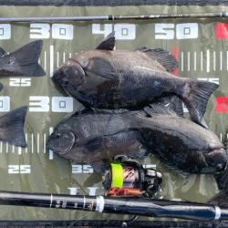 チヌ狙いのはずが?