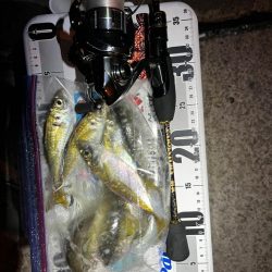 癒しの豆アジング