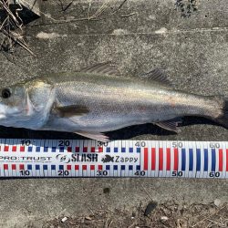 デイシーバスで初めて釣れた!