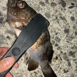 そろそろメバルシーズン