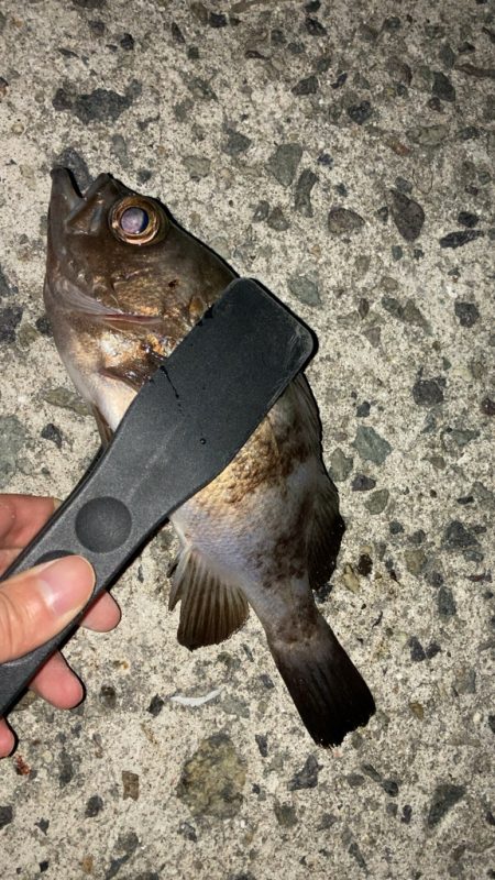 そろそろメバルシーズン