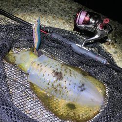 秋🦑 今季最大🦑GET!(^O^)/