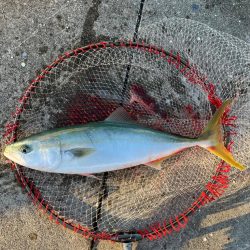 ハマチ  青物釣れました