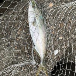 エソからのハマチ