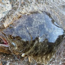 極寒でもヒラメが釣れるのは熱いにゃ！