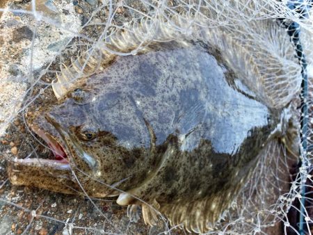 極寒でもヒラメが釣れるのは熱いにゃ！