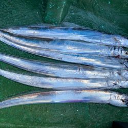 タチウオ&カワハギ