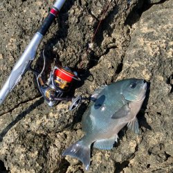 南紀の磯でフカセ釣り