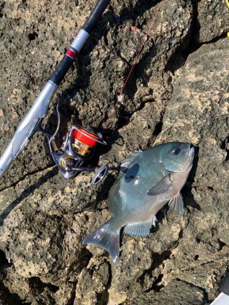 南紀の磯でフカセ釣り