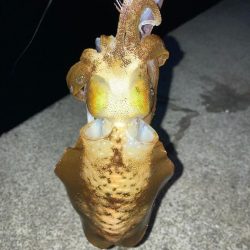 オモツライ。一杯。( ;∀;)