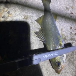 70近いシーバスのエラ洗い炸裂!!