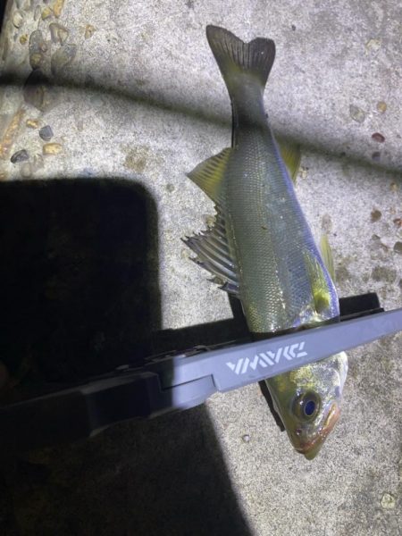 70近いシーバスのエラ洗い炸裂!!