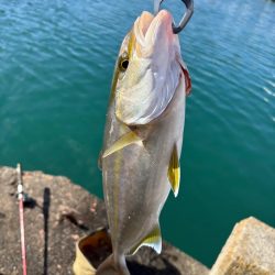 DAISO竿で飲ませ釣り　カンパチ　オキザヨリ