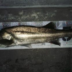 だんだん秋らしくなってきたかなぁ