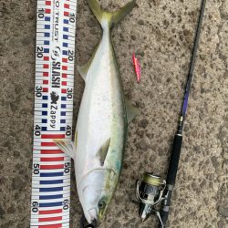 ステラ デビュー!