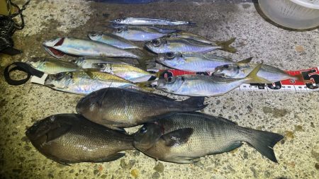 久々の南芦屋浜！そろそろアジが本格的に回り…