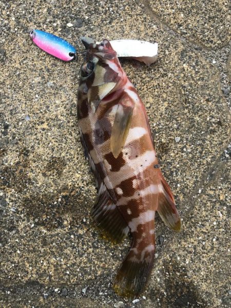 ハイブリッド釣法でアカハタGET