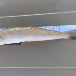 今年最高に迫る!