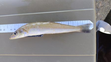 今年最高に迫る!