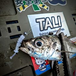 夕マズメアジング