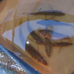 しょあじぎ&のませ