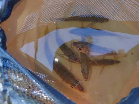 しょあじぎ&のませ