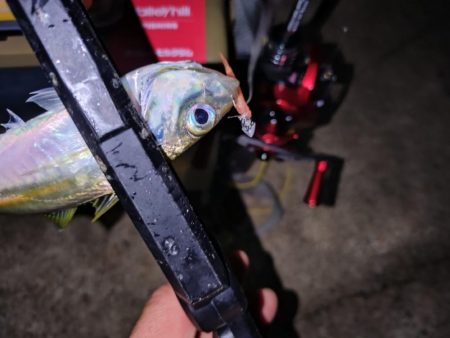 ベイト豆アジング