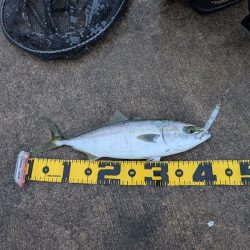 陸っぱり釣行記