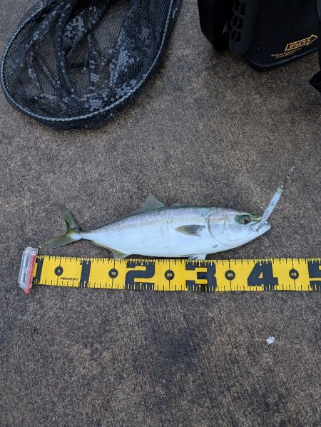 陸っぱり釣行記