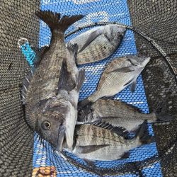 今治出張中、休み取れましたので、ふかせ釣り第4戦✨️