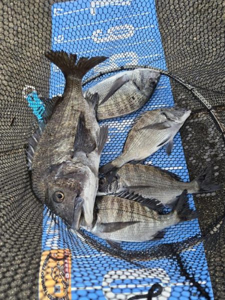 今治出張中、休み取れましたので、ふかせ釣り…