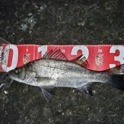 ナイトゲームでヒラセイゴをゲット!