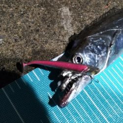 嬉しいゲストのタチウオ