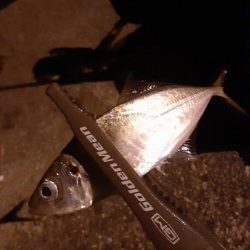 今年はいいのかな?