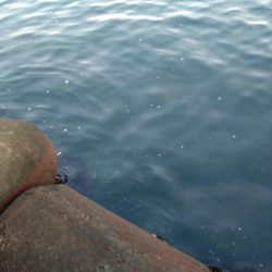 障泥2杯!甲イカ1杯!