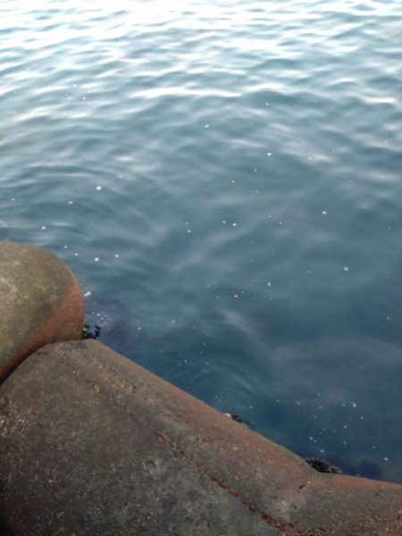 障泥2杯!甲イカ1杯!