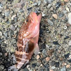 障泥1杯、キジハタ2匹!(お)