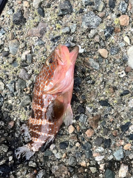 障泥1杯、キジハタ2匹!(お)