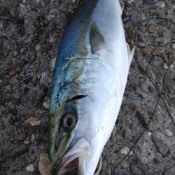 爆風ショアジギング!