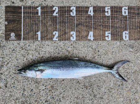 フォールでヒット