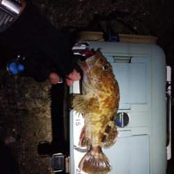 1分ワームで良型ガシラ