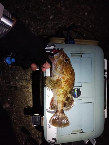 1分ワームで良型ガシラ