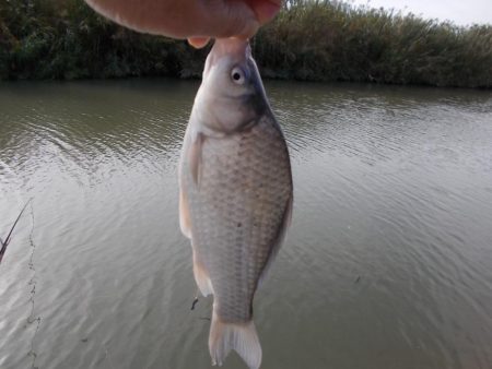 紀ノ川/田井ノ瀬 ヘラブナ釣り ヘラブナ30cm✗1枚,マブナ2枚