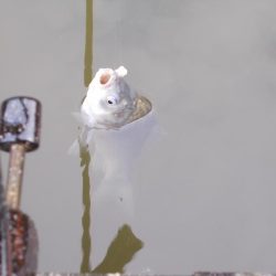 隠れ谷池(管理釣り場 橋本市) ヘラブナ釣り 6枚